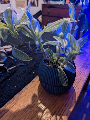 Quicksilver tradescantia - tradescantia,